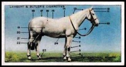 1 External points of the horse